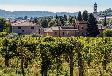 Cantina e vigneto (@cascina